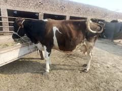 Excellent Milking Cows For Sale