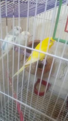 3 parrots. 1 female and other pair along with 2 eggs and cage