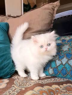 WHATSAPP OR CALL : 03366664860 LOCATION: PAF ROAD SARGODHA CAT/KITTEN