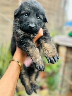 German shepherd puppy