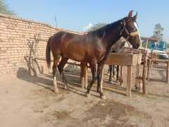 male horse for sale