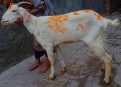 desi bakri for sale. . . 03170377493