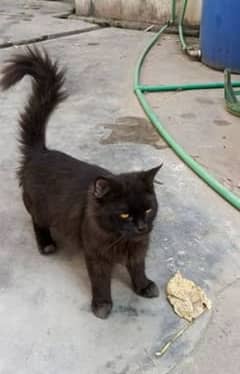 Black male cat