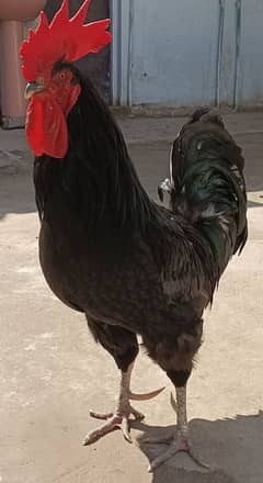 Australorp Rooster