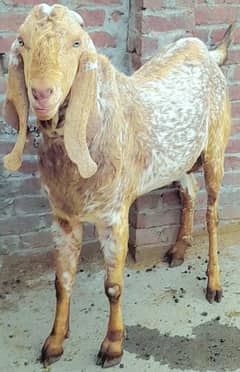 Makhi cheena  bakra   contact  0300 7408337