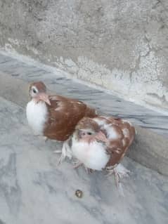 pigeon Sherazi chicks