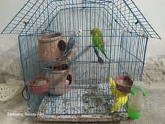 5 Budgie with cage