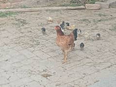 12 chicks with Hen mix austerlop