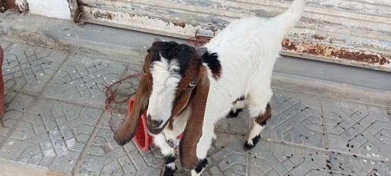 Bakra 1