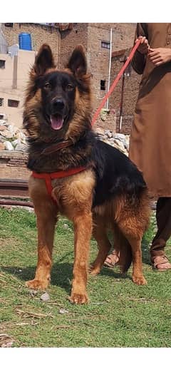 German Shepherd male for sale