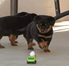 German rottweiler pedigree puppies available