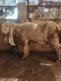 ready made dumba farm for sale