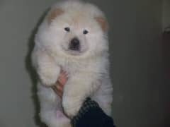 Chow chow imported pedigree puppy available here