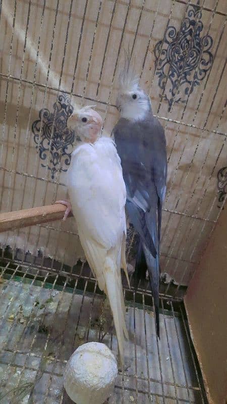 cocktail / love bird breeder pair 1