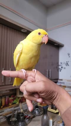 yellow Ringnick Age 2 Manth