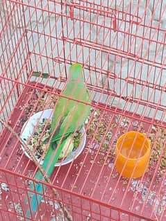 Parrot for Sale