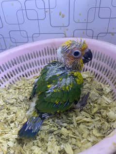 Sunconure chick