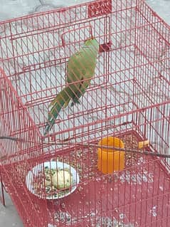 Parrot for sale