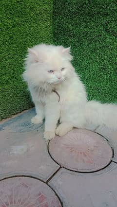 Persian cat triple coat