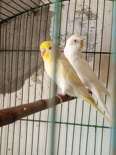 Red eye budgies pair for sale