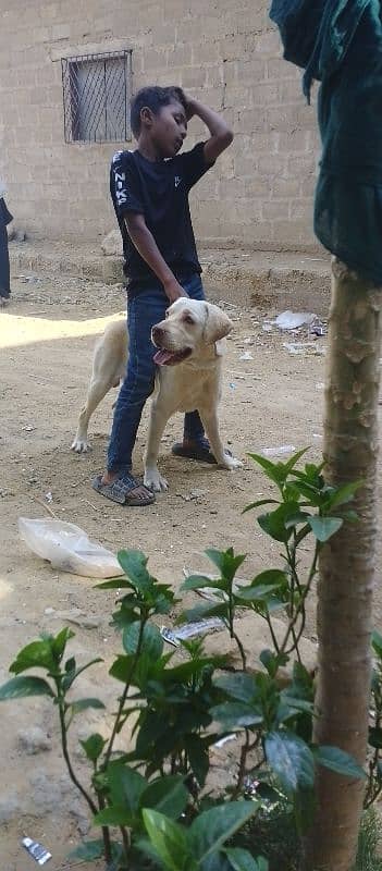 Labrador male 13month age confirm stud 1