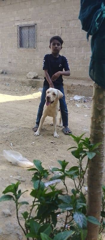 Labrador male 13month age confirm stud 3