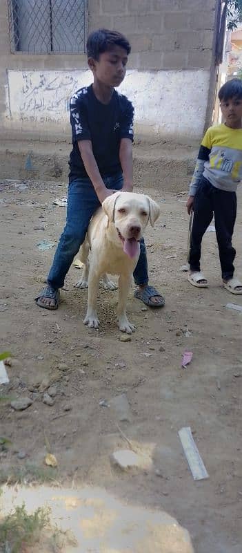 Labrador male 13month age confirm stud 4