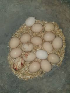 Aseel Eggs for sale 150rs each