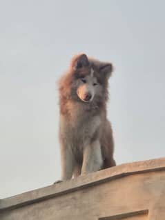 Extreme Quality Husky Male pup