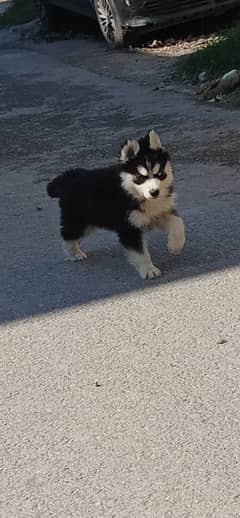 Husky Female pup