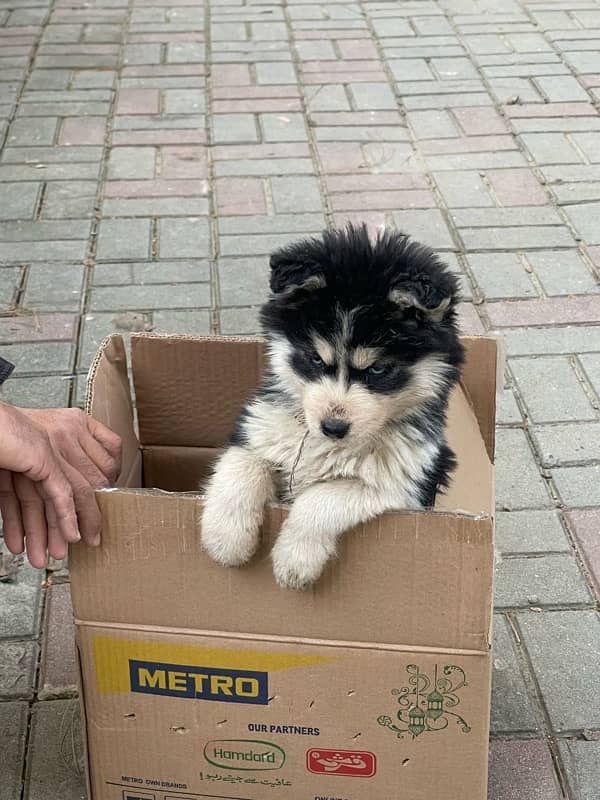 Husky Female pup 2