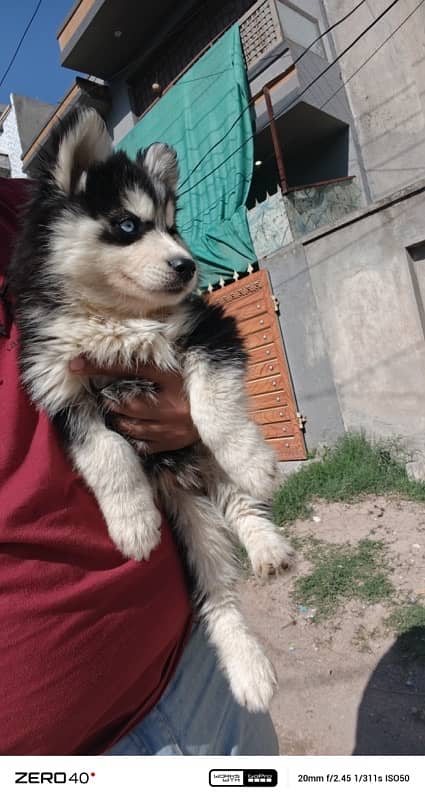 Husky Female pup 5