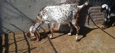 goat for sell