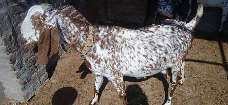 goat for sell 4