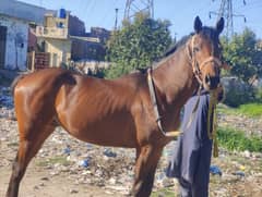 tharobareed  horse for sell