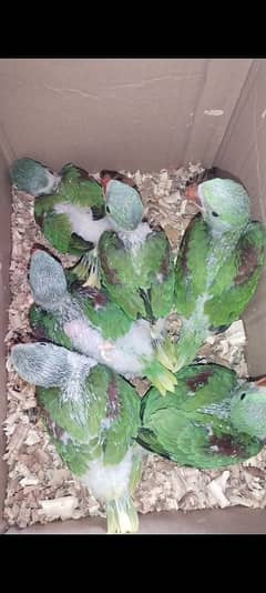 Raw chicks available for sale location bahawal pur Best for hand tame