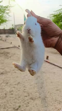 Full Red Eyes Rabbits Babies