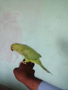 green parrot