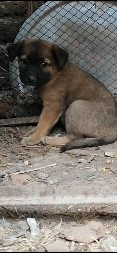 German shepherd alsatian