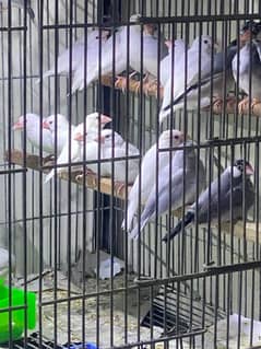 Finches | Java | greyJava  | white Java