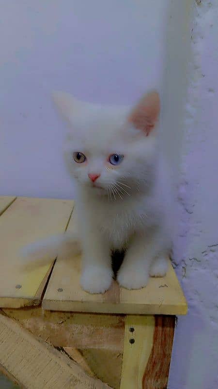 Persian Cat Beautiful 0