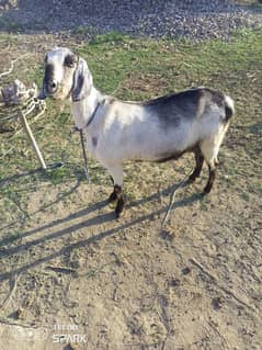 goat for sale with two babies