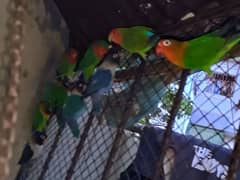 Parrots for sale 1200rs