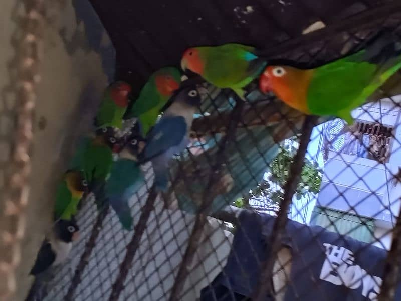 Parrots for sale 1200rs 0