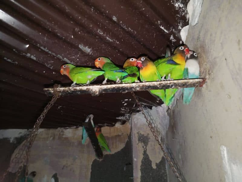 Parrots for sale 1200rs 1