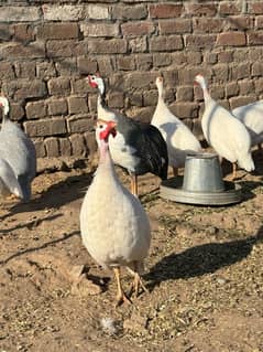 Guinea fowl pairs