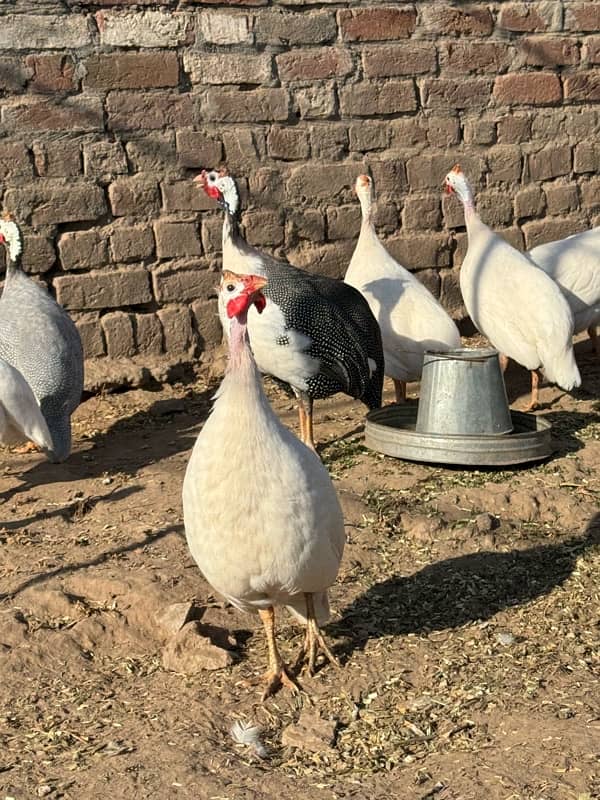 Guinea fowl pairs 0