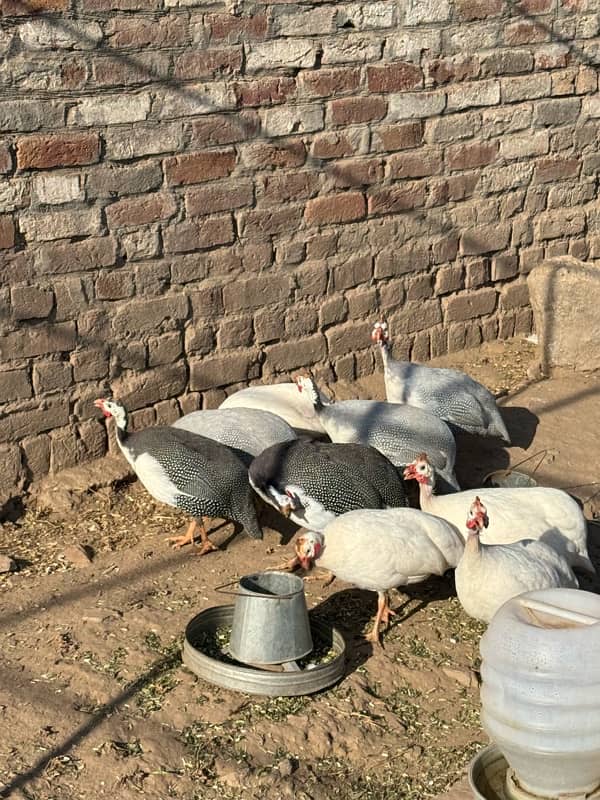 Guinea fowl pairs 1