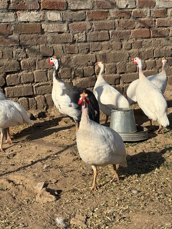 Guinea fowl pairs 2