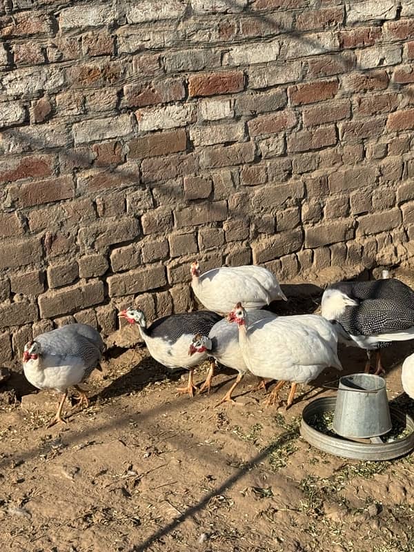 Guinea fowl pairs 3